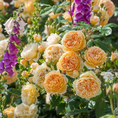 ROSA 'David Austin'® Crown Princess Margareta® - Crown Princess Margareta 2