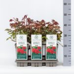 ROSA 'David Austin'® Darcey Bussell®, C3L - Image 18