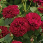 ROSA 'David Austin'® Darcey Bussell®, C3L - Image 17