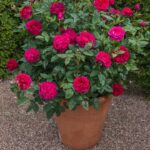ROSA 'David Austin'® Darcey Bussell®, C3L - Image 10