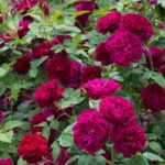 ROSA 'David Austin'® Darcey Bussell®, C3L - Image 9