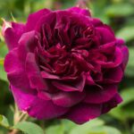 ROSA 'David Austin'® Darcey Bussell®, C3L - Image 2