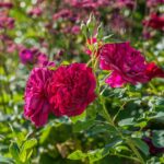 ROSA 'David Austin'® Darcey Bussell®, C3L - Image 8