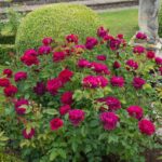 ROSA 'David Austin'® Darcey Bussell®, C3L - Image 7