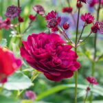 ROSA 'David Austin'® Darcey Bussell®, C3L - Image 6