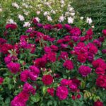 ROSA 'David Austin'® Darcey Bussell®, C3L - Image 5