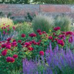 ROSA 'David Austin'® Darcey Bussell®, C3L - Image 16
