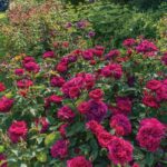 ROSA 'David Austin'® Darcey Bussell®, C3L - Image 15