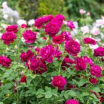 ROSA 'David Austin'® Darcey Bussell®, C3L - Image 14