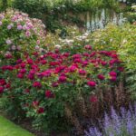 ROSA 'David Austin'® Darcey Bussell®, C3L - Image 13