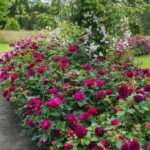 ROSA 'David Austin'® Darcey Bussell®, C3L - Image 12