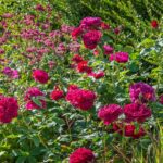 ROSA 'David Austin'® Darcey Bussell®, C3L - Image 11