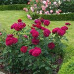 ROSA 'David Austin'® Darcey Bussell®, C3L - Image 4