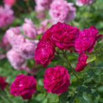 ROSA 'David Austin'® Darcey Bussell®, C3L - Image 3