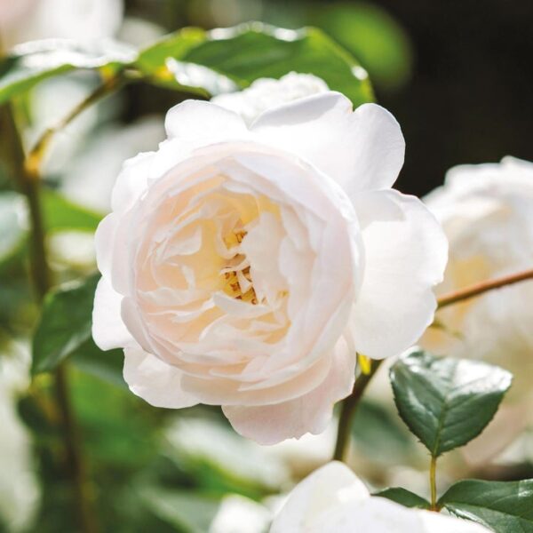 ROSA 'David Austin'® Desdemona®