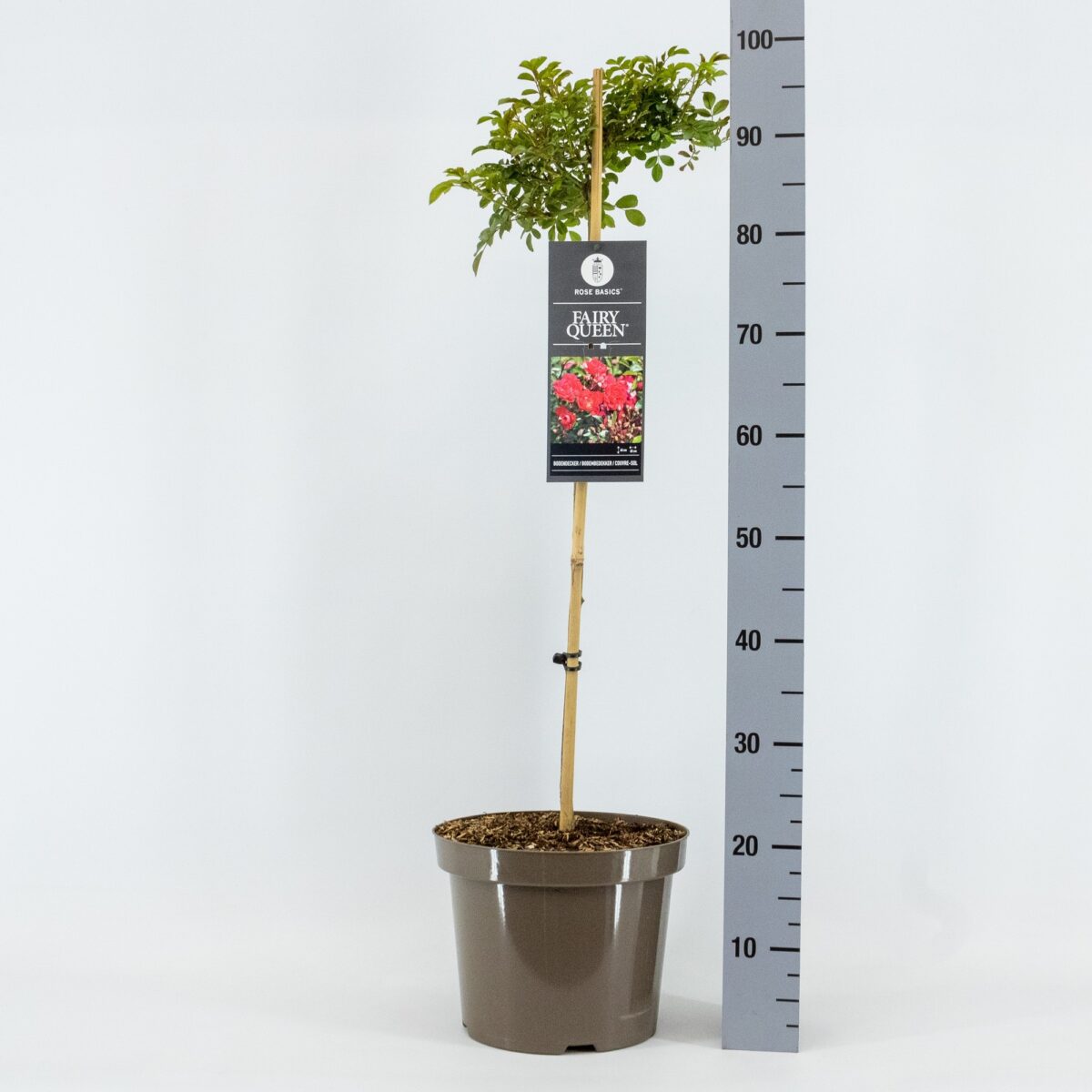 Rosa 'Fairy Queen'®-stromková - Image 2