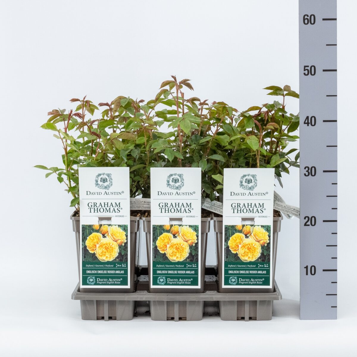 ROSA 'David Austin'® Graham Thomas® , C3L - Image 6