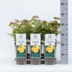 ROSA 'David Austin'® Graham Thomas® , C3L - Image 6