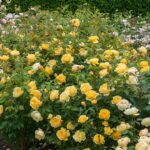 ROSA 'David Austin'® Graham Thomas® , C3L - Image 5