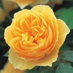 ROSA 'David Austin'® Graham Thomas® , C3L - Image 4