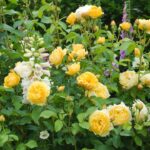 ROSA 'David Austin'® Graham Thomas® , C3L - Image 2