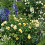 ROSA 'David Austin'® Graham Thomas® , C3L - Image 3
