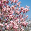 Magnolia 'Heaven Scent' - kontejner 15L-výška kmínku 130 CM, 3-letá kor.