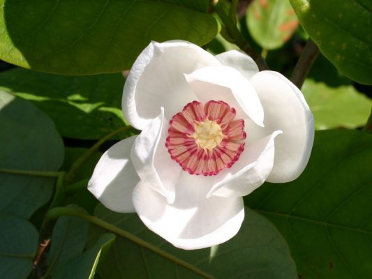 Magnolia sieboldii - Magnolia Sieboldii
