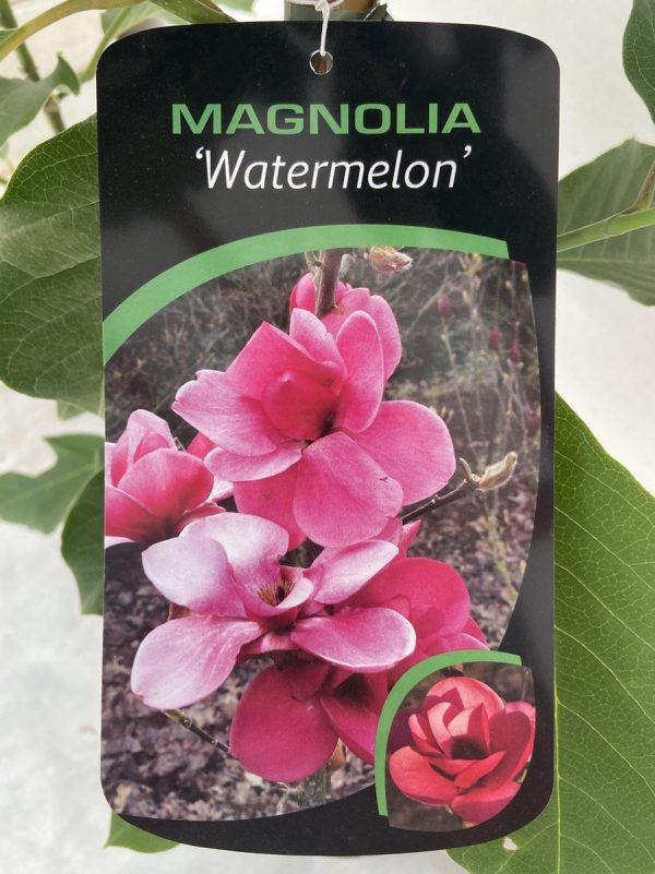 Magnolia 'Watermelon'® - Magnolia Watermelon