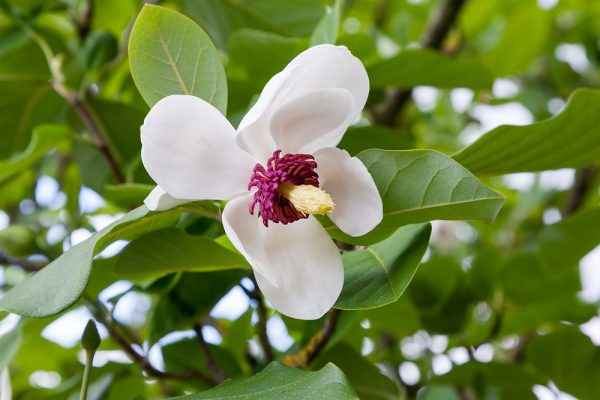 Magnolia sieboldii - Magnolia sieboldi