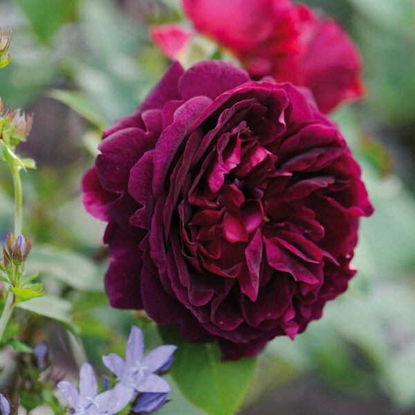 ROSA 'David Austin'® Munstead Wood®, C3L