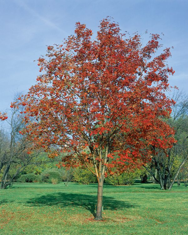 Sorbus aucuparia 'Moravica' - N0103823 80