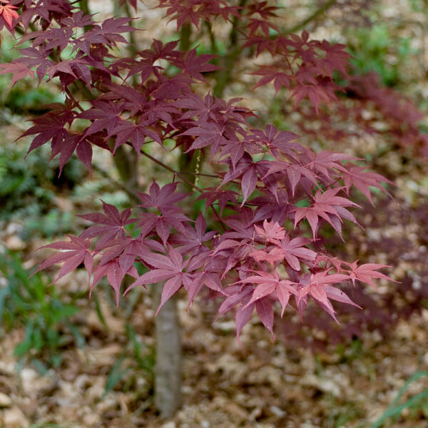 Acer palmatum 'Moonfire'