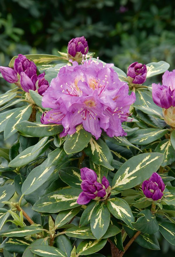 Rhododendron 'Goldflimmer' (panašovaný) - N0201537 80