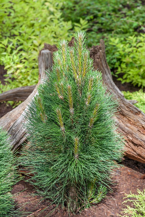 Pinus nigra 'Green Tower' - N0502626 80