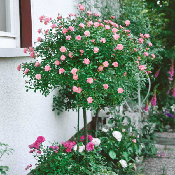 Rosa 'Lovely Fairy'®-stromková