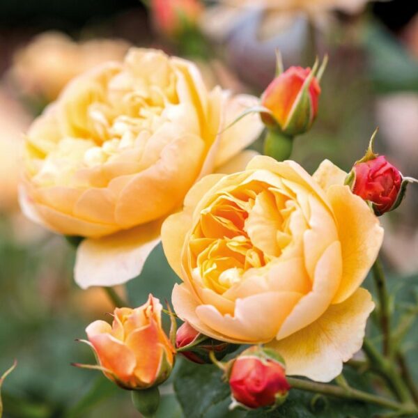 ROSA ´David Austin´® Roald Dahl®
