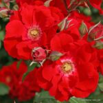 ROSA KORDES 2L Roter Korsar® - Image 2