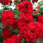 ROSA KORDES 2L Roter Korsar® - Image 3