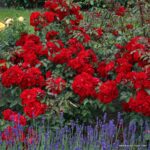 ROSA KORDES 2L Roter Korsar®