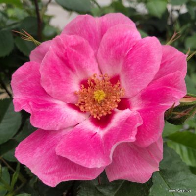 ROSA KORDES 2L-SEE YOU® in rosé - SEE YOU in rose 02