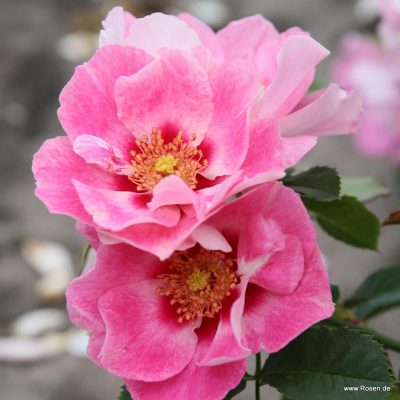 ROSA KORDES 2L-SEE YOU® in rosé - SEE YOU in rose 03