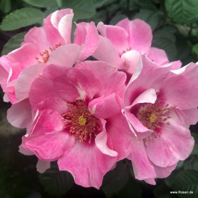 ROSA KORDES 2L-SEE YOU® in rosé - SEE YOU in rose 05