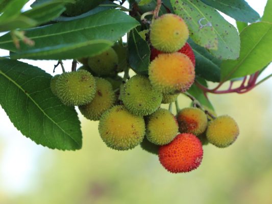 Jahodový strom 'Compacta'-na kmínku - arbutus unedo 4