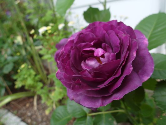 Rosa 'Minerva'®- stromková růže - beetrose minerva m107140 433422 2