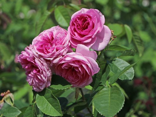 Rosa 'Minerva'®- stromková růže - beetrose minerva m107140 w 2
