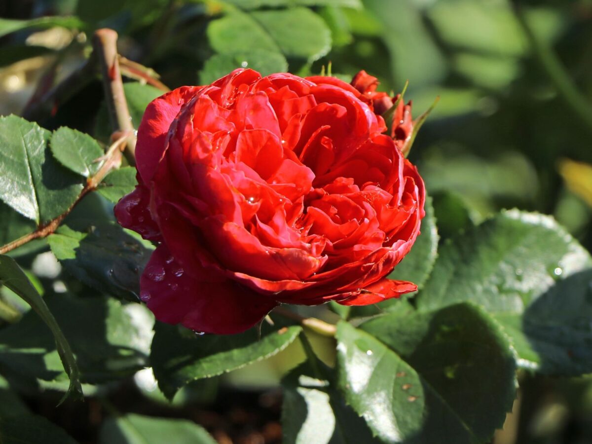 Rosa (F) ´Red Leonardo da Vinci´® - Image 5