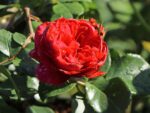 Rosa (F) ´Red Leonardo da Vinci´® - Image 5