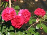 Rosa (F) ´Red Leonardo da Vinci´® - Image 4