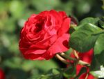 Rosa (F) ´Red Leonardo da Vinci´® - Image 2